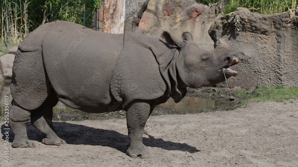 Obraz premium Profile View of a Greater One-Horned Rhinoceros in a Sunny Enclosure