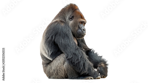 Foto Powerful wild adult gorilla sitting calmly and looking profile side view isolate