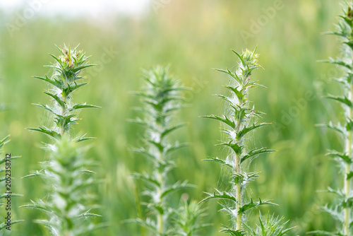 Fényképezés Tall spiky plants rise in lush green field