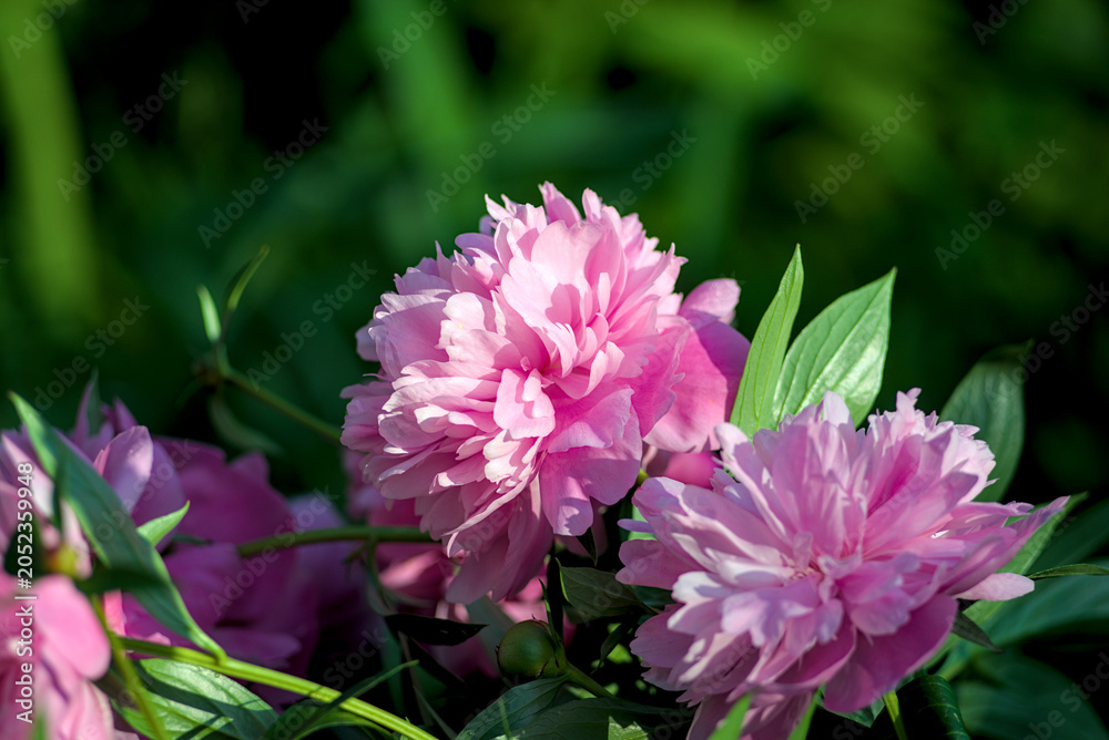 Fototapeta premium Pink peonies are blooming in the morning