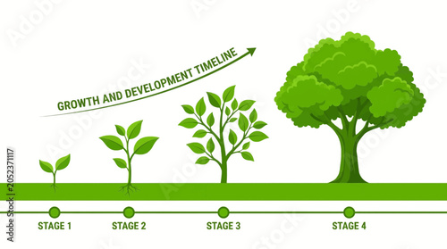 An infographic illustrates the growth and development timeline of a tree from seedling to maturity with four distinct stages.