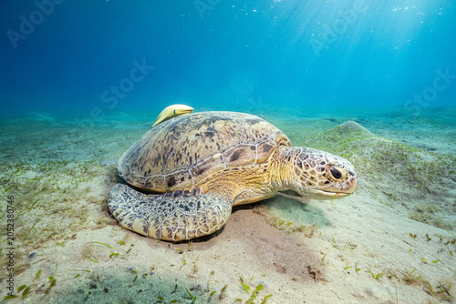 фотографія Green turtle, Red Sea, Egypt