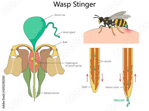 Slika na platnu wasp stinger anatomy, venom sac, gland, barbed lancets, venom canal, and stinging process diagram hand drawn schematic vector