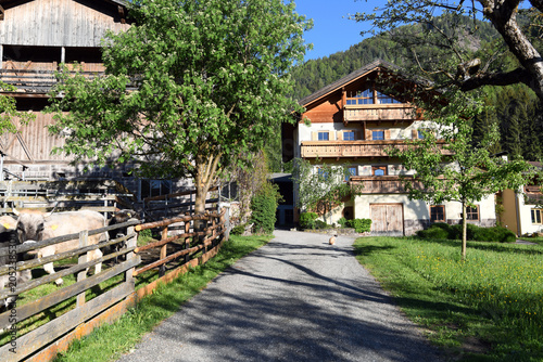 The organic farm is located on the edge of the forest in the enchanting Val di Funes at an altitude of 1100 meters. Surrounded by meadows and trees  San Pietro  south tyrol  Italy