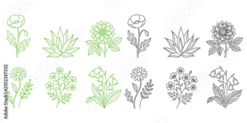 Schilderij op canvas Botanical illustration set linear floral designs in green and black tones