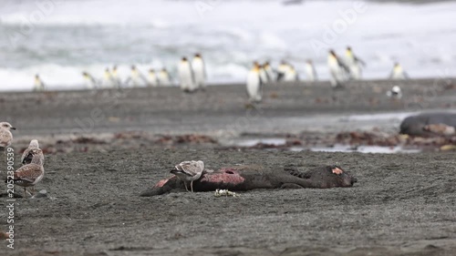 Juvenile kelp gull (Larus dominicanus, Laridae) feeding on seal carcass beside king penguin colony in South Georgia, subantarctic islands, scavenging coastal behavior, tracking shot.
