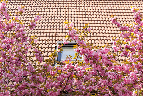 Εκτύπωση καμβά Terracotta tiled roof with window under lush pink cherry blossoms