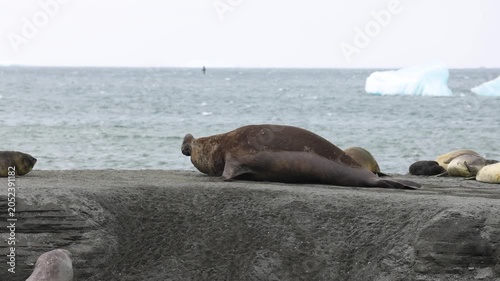 Slow motion capture of a large wild elephant seal as it rests and moves along the rugged coastline of South Georgia, with a group of seals and icebergs in the background