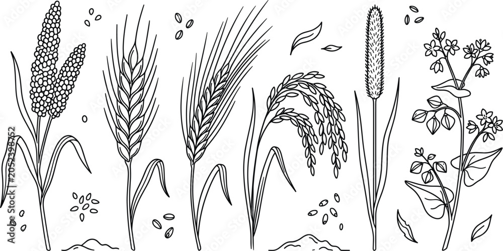 Obraz premium Cereal grains vector set with wheat barley rice millet buckwheat agriculture plant botanical spikelet organic line art illustration