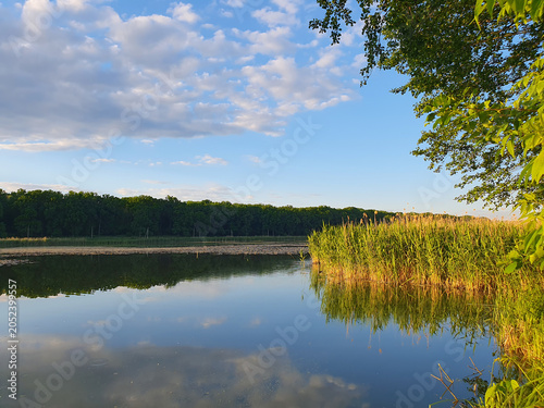 Picturesque summer landscape: mirror lake with reeds, reflection of clouds in the water, green forest on the horizon