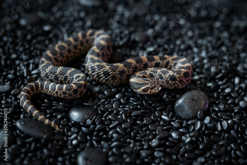 High-angle shot of a rare Arctic Sable Western Hognose snake (Heterodon nasicus) crawling on black pebbles.