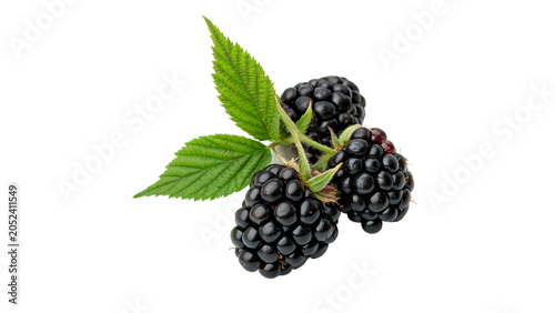 Few fresh organic dark black blackberries with green leaves branch isolated on transparent background Png cut out
