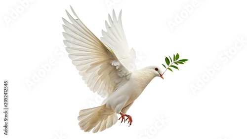 Beautiful white dove bird flying with widespread wings holding olive branch isolated on transparent background Png cut out