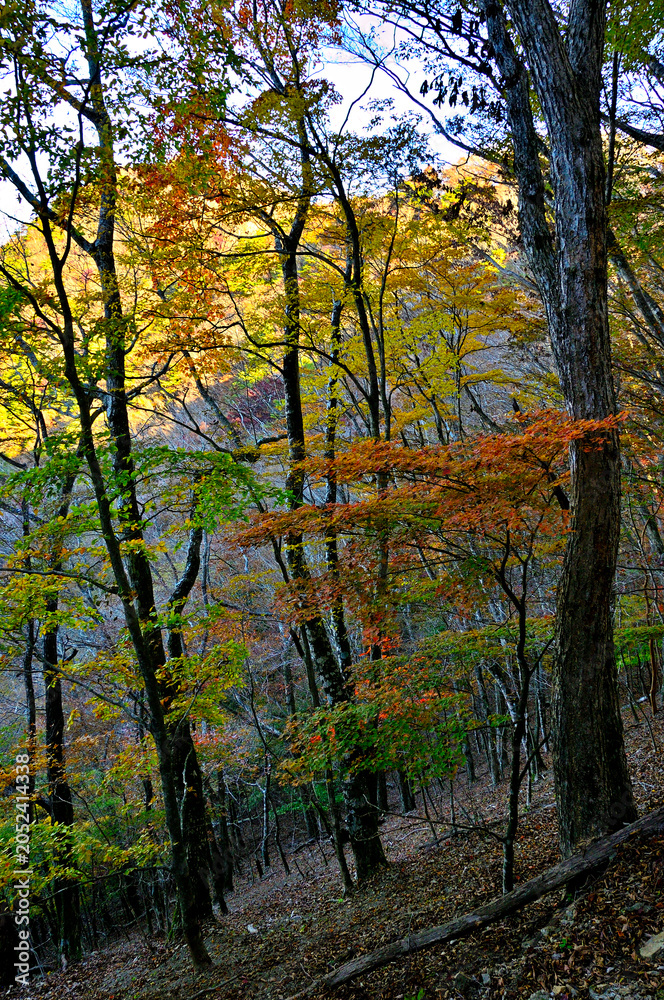 Fototapeta premium 御坂山地の烏帽子岳 紅葉の森 