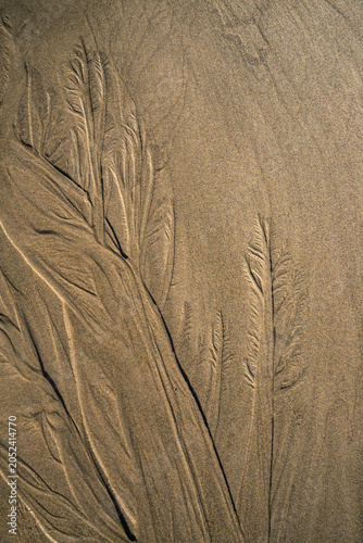 Watermarks drawing tree figures in the sand of a beach