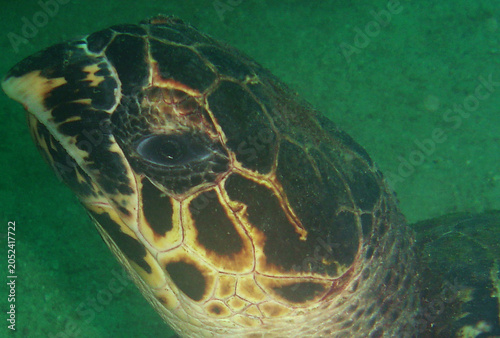 Close Up Portrait of a Hawksbill Sea Turtle Resting on a Coral Reef