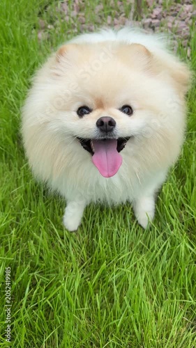 Happy Pomeranian dog yips with joy vertical video with sound.