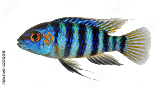 Photos Blue Green Striped Cichlid Fish Orange Eye