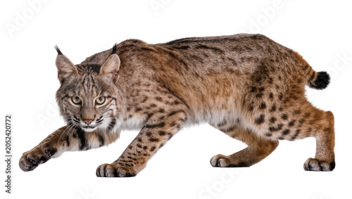 Quadro su tela Bobcat crouched low hunting pose spotted fur, tufted ears