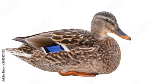 Фотография Mallard duck female bird with brown plumage and blue speculum
