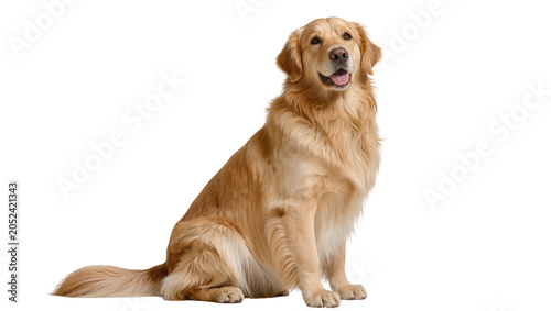 Quadro su tela Golden Retriever dog sitting attentively, looking forward