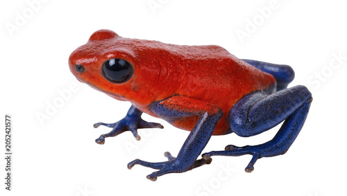 Φωτογραφία Red and blue poison dart frog with black eyes
