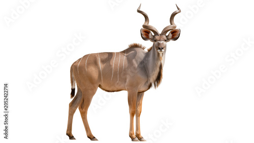 Fotografía Greater Kudu Male Antelope with Spiral Horns Standing