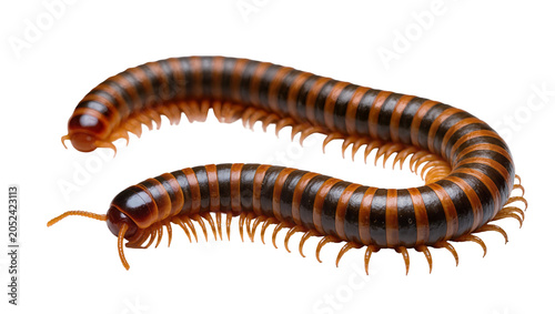 Bild auf Leinwand Brown and black striped millipede with many legs