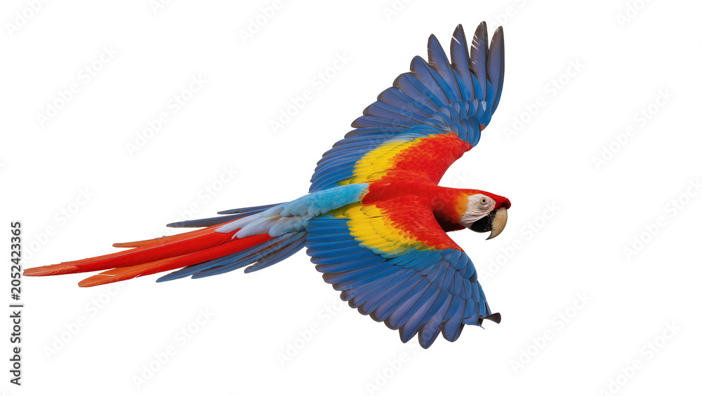Fototapeta premium Scarlet Macaw parrot flying with spread wings, vibrant colors