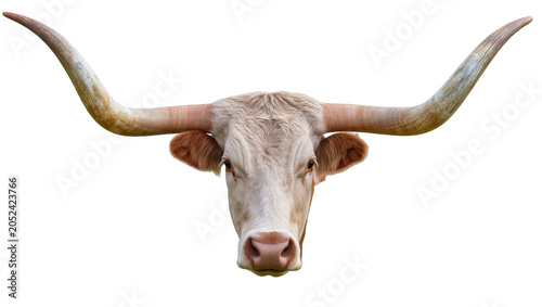 Photos Texas Longhorn bull head with large curved horns