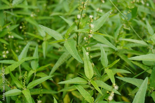 Green Leafy Plant with Small White Flowers in Natural Foliage