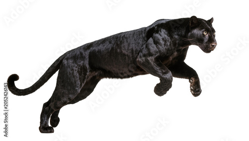 Bild auf Leinwand Black panther leaping with muscular body and yellow eyes