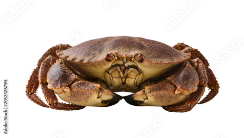 Foto Brown crab with large claws and spiky legs