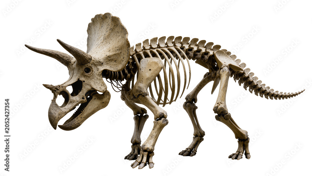 Obraz premium Triceratops dinosaur skeleton fossil on white