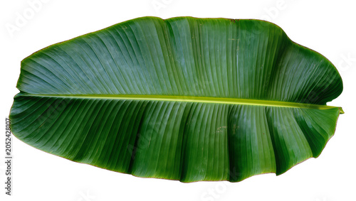 Quadro em tela Large green banana leaf with prominent veins