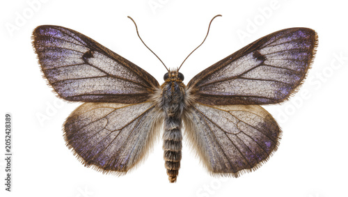 Cuadro en lienzo Moth with patterned wings and fuzzy body