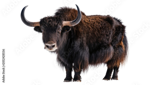 Tableau sur toile Domestic yak with long dark shaggy fur and curved horns