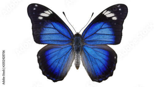 Fotografie Blue morpho butterfly with black and white wing markings