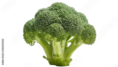 Tableau sur toile Fresh green broccoli head with dense florets and thick stem