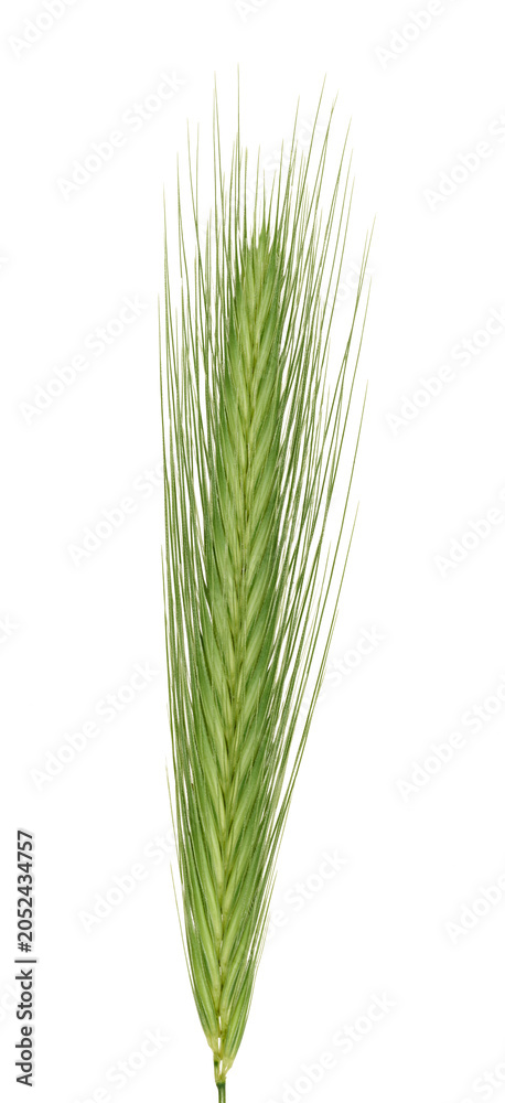 Obraz premium Green spikelet of ustuk with sharp, stiff awns and a thin stem