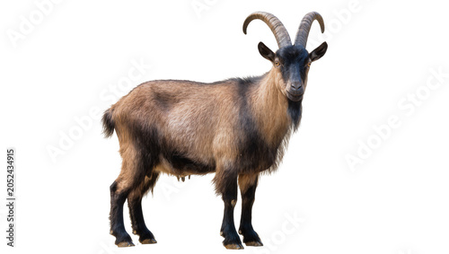 Tableau sur toile Brown goat with large curved horns standing