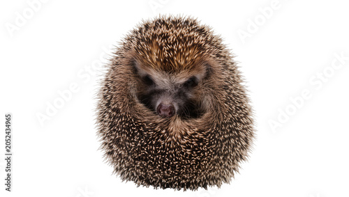 Slika na platnu Hedgehog curled into a ball with sharp quills