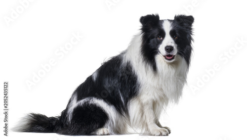 Tableau sur toile Border Collie dog sitting black and white fur, alert expression