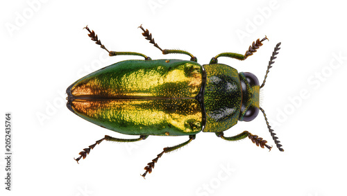 Bild auf Leinwand Metallic green and gold jewel beetle insect macro