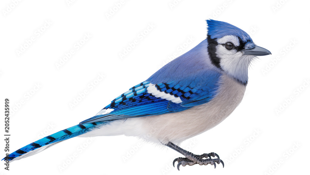Fototapeta premium Blue Jay bird with vibrant blue feathers and white markings