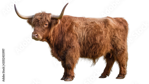 Schilderij op canvas Highland cow with long horns and shaggy brown fur