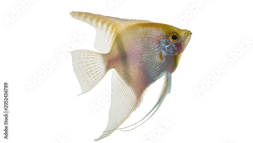 Quadro su tela Gold Angelfish with flowing fins and striped dorsal fin