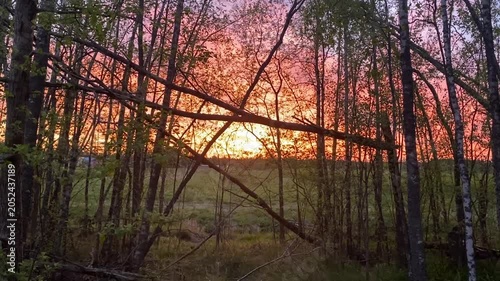 sunset through birch forest with glowing orange sky in spring countryside landscape