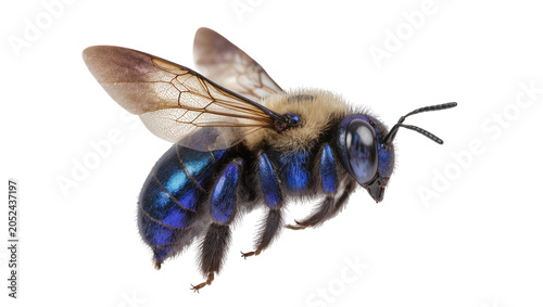 Tableau sur toile Blue metallic bee with fuzzy thorax and wings