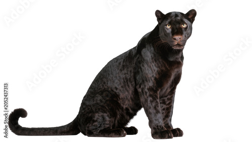 Photography Black panther sitting with yellow eyes